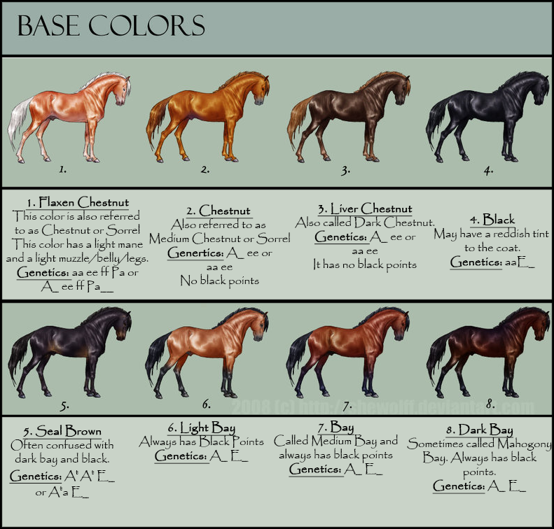 Chestnut Horse Color Chart
